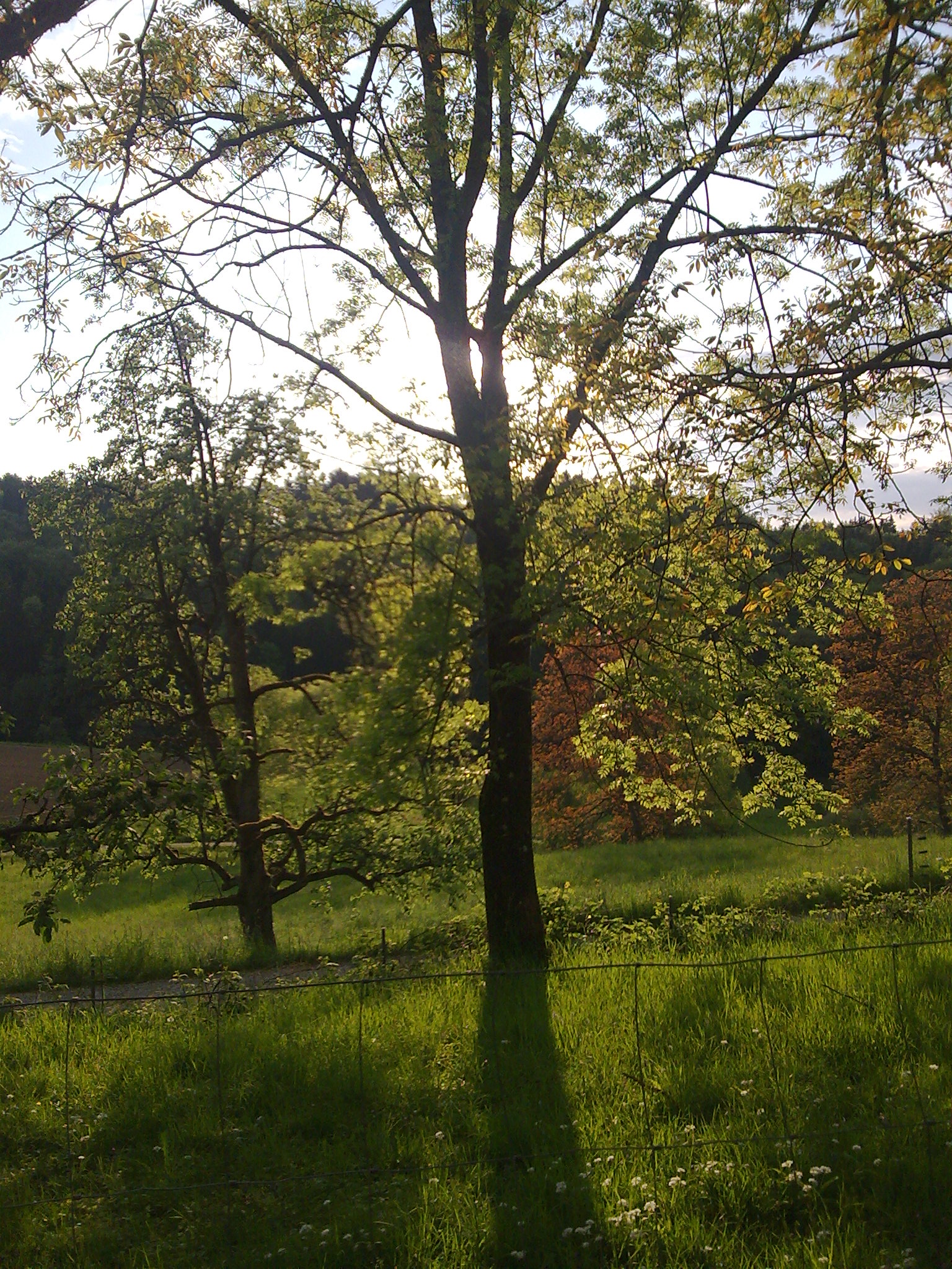 Natur und Qi