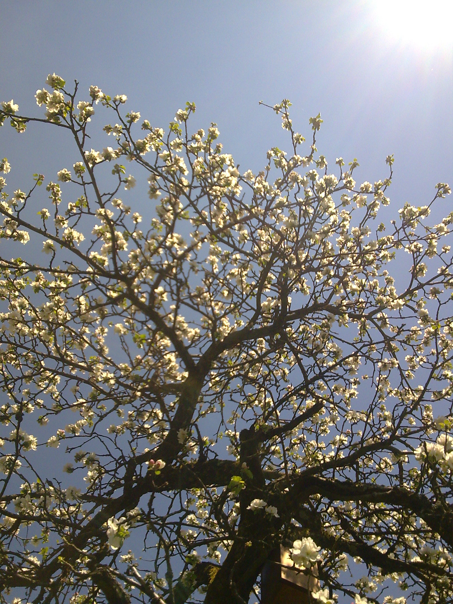 Natur und Qi